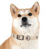 Diggity Dog - Tan/Oatmeal Dog Collar