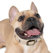 Diggity Dog - Tan/Oatmeal Dog Collar