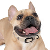 Diggity Dog - Tan/Oatmeal Dog Collar