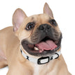 Diggity Dog - White/Black Dog Collar