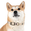 Diggity Dog - Tan/Oatmeal Dog Collar